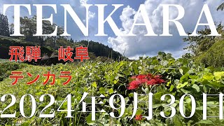 【最終日】テンカラ岐阜【長良川水系テンカラ】HIDA JAPANESE STYLE TENKARA FLY FISHing　 2024　アマゴ