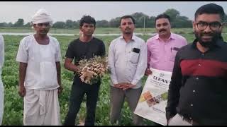 Clean potassium schoenite results in groundnut