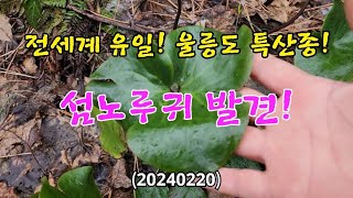 #전세계에서 오로지 대한민국 울릉도에만 자생하는 희귀한 산야초 #섬노루귀 발견!(20240220)