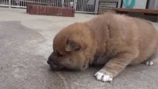 12月8日生まれ赤柴犬男の子