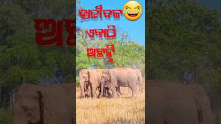 ହାତୀମାନେ ଏକାଠି ଅଛନ୍ତି || ଛୁଆ ହାତୀ ଵି #elephantlove #elephantvideo #elephantseverywhere