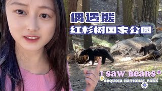 你见过黑熊上高树吗？红杉树国家公园 Sequoia National Park