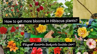 Complete Hibiscus care|మందారం మొక్కలలో విపరీతంగా flowers రావాలి అంటే ఇలా చేయండి?Hibiscus collection