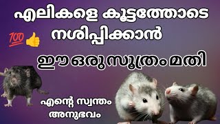 എലികളെ നശിപ്പിക്കാൻ  അടിപൊളി വിദ്യ👌🏻എലികൾ കൂട്ടത്തോടെ നശിക്കും സൂത്രം #ratkiller #rat