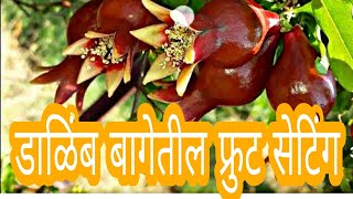 डाळिंब बागेतील सेटिंग व येणाऱ्या अडचणी करपा सरर्क्पोरा | Pomo fruit setting problems karpa,serkspora