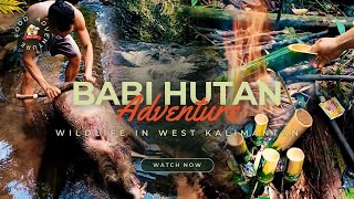 Berburu babi hutan Kalimantan barat – makanan local atau makanan extreme