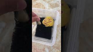 给非洲牛蛙角蛙喂食 Cute African bullfrog feeding pacman frog