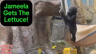 Baby Gorilla - Jameela and Kunda Climbing   (#12)        #clevelandmetroparkszoo