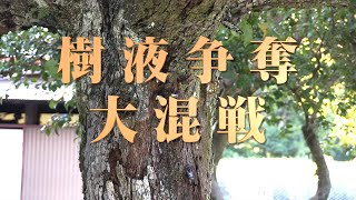 樹液争奪大混戦＜虫たちの戦い＞