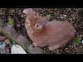 小さな窓の花ごよみ 1461 庭のうさぎ 動画入り ♪ 無言歌集より メンデルスゾーン ♪