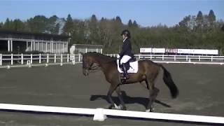 なのはなと寺本先生L1課目 2019.11.17@CHIBA UNITED HORSE SHOW