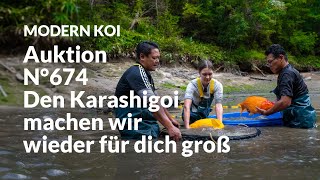 Konishi Koi News - Alle Koi aus Auktion No. 674 im Detail erklärt