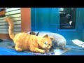 Garfield the movie part 1