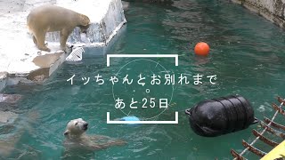 お別れまであと25日・イッちゃんは天王寺動物園を離れます🐻‍❄️ ポリタンク2回目・最後に… The mother leaves here. The daughter will be alone.