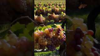 Varieties of grapes color 7