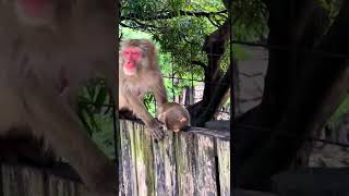 cute monkey baby 🥰😍🙊 #shorts #short #shortvideo #shortsvideo #monkey