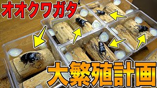 4000匹飼育してる男のガチ産卵セット