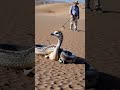 anaconda strangles ostrich in desert battle 🐍🔥