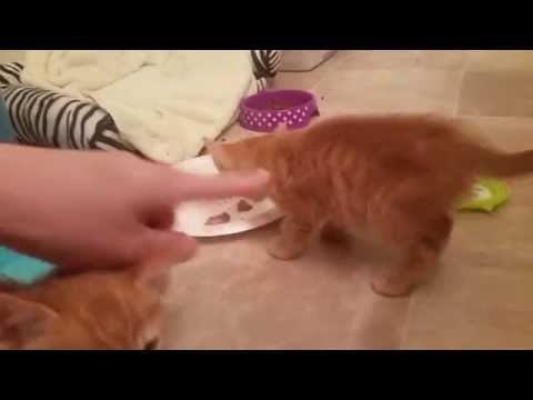 Keeping My Kitten with No Appetite Full and Hydrated! Keeping My Kitten with No Appetite Full and Hydrated!