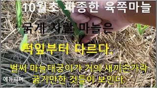 육쪽마늘, 굵게 자랄 마늘은 떡잎부터 다르다.