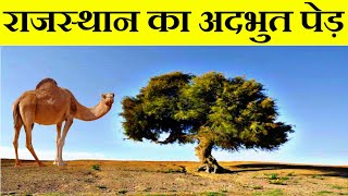 Khejdi Ka Ped | Sangri Ki Sabji | खेजड़ी का पेड़ | सांगरी का पेड़ |मरुस्थल के पेड़ | केर सांगरी | खेजड़ी