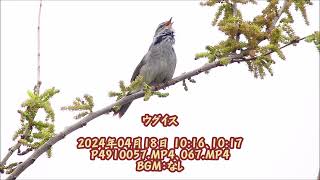 ウグイス：2024年04月18日動画撮影。