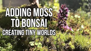 Collecting and Adding Moss to Bonsai - Creating Tiny Worlds - ASMR