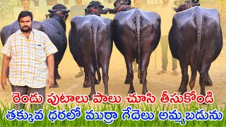 తక్కువ ధరలో ముర్రా గేదెల ధరలు | రెండు పుటాలు పాలు చూసి తీసుకోండి | Murrah Buffalo Prices