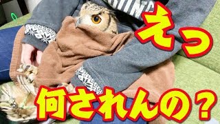 フクロウの爪とクチバシが伸びていたので切っていく！！　I cut the nail of the owl