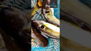 Cat Fish Catching | മഞ്ഞക്കൂരി #shorts