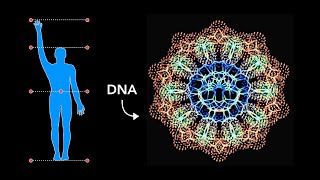 HOW Sacred Geometry is embedded in YOUR DNA!