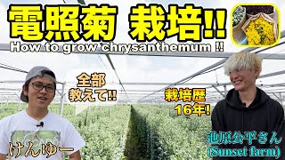 How to grow chrysanthemums! Cultivation method! Reasons and varieties of lighting! In Japan.