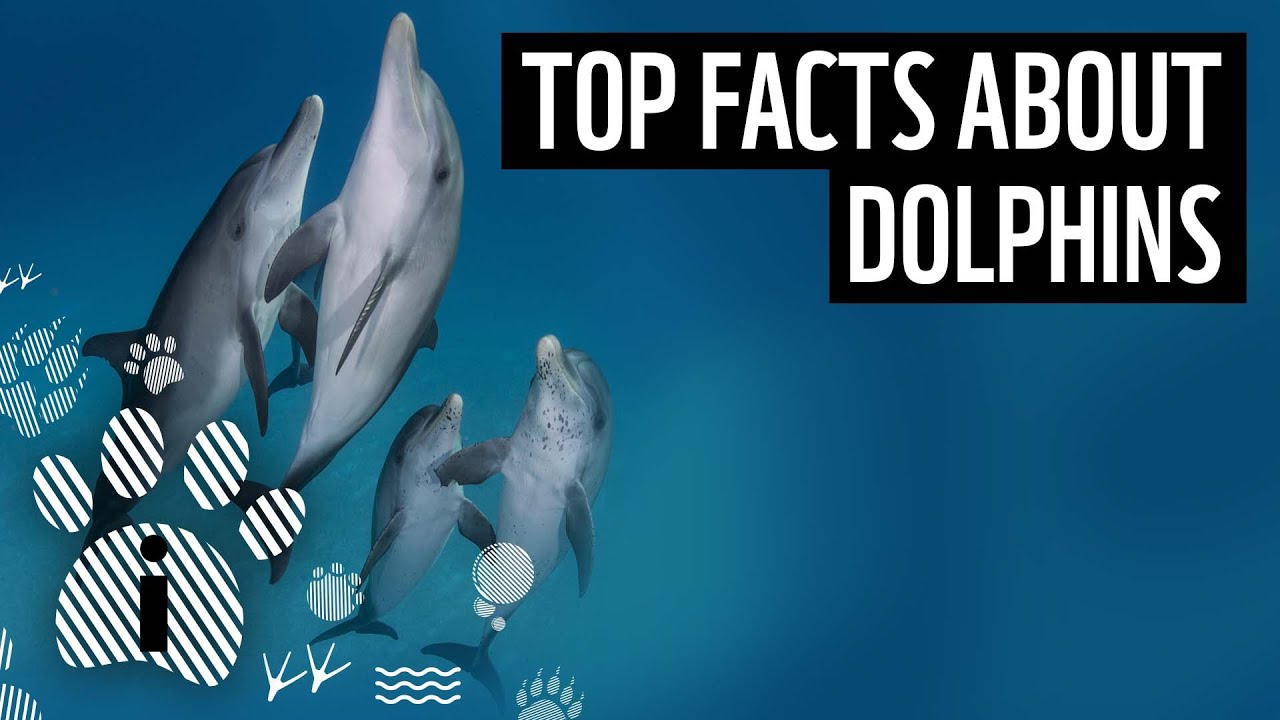 Dolphin Life Cycle Facts - Kyung Boisvert