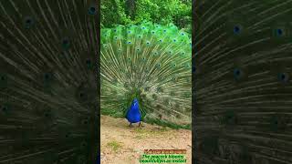 ＃ The peacock blooms beautifully in an instant # 孔雀开屏 美丽瞬间绽放 #shorts # 玖零壹贰 # 9012 # NZOT