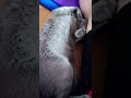 【猫動画】嫁の足に頭をぐりぐり押し付けるロシアンブルー【russianblue】russian blue that pushes the head to the bride