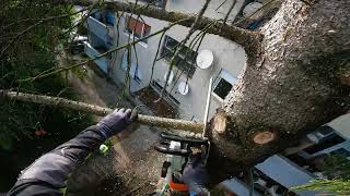 Tree Removal - Tree Climber