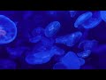 加茂水族館の世界一大きな👾クラゲの水槽です。〔４k映像〕