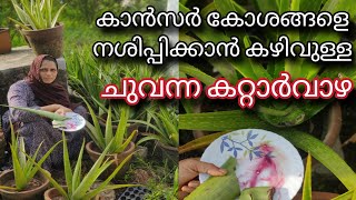 ചുവന്ന കറ്റാർവാഴ | കാൻസർ കോശങ്ങളെ നശിപ്പിക്കാൻ കഴിവുള്ള | Red Aloe Vera | Aloe Vera | Kattarvazha