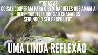 A OSTRA E A PÉROLA(REFLEXÃO)