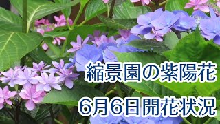 【6月6日縮景園の開花情報】紫陽花が見頃（五分咲き）です 　#広島　#2024