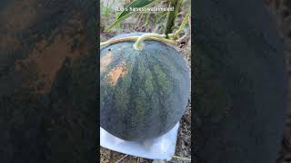 葉が全滅！早いけどスイカを収穫！Let's harvest watermelon!