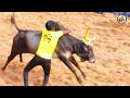 புதுக்கோட்டை விராலிமலை ஜல்லிக்கட்டு page 01 pudukkottai jallikattu 2024