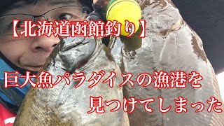 【北海道函館釣り】巨大魚パラダイスの漁港を見つけてしまった