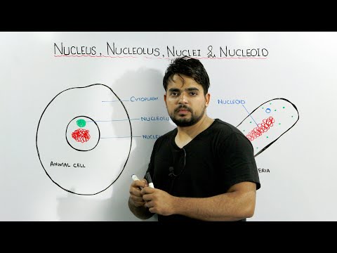 What is Nucleoid explain with an example?