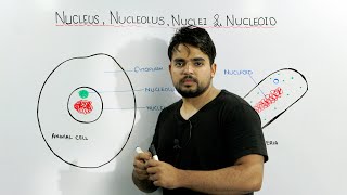 Nucleus, Nucleolus, Nuclei and Nucleoid concept
