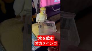 【水を飲む】朝から水を飲むオカメインコはかわいい #shorts #オカメインコ #birds #cockatiel #かわいい