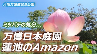 ミツバチ気分！！はす池のAmazon　　万博記念公園日本庭園　2020.7.19