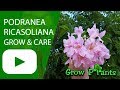 Podranea ricasoliana - grow & care (Pink trumpet vine)