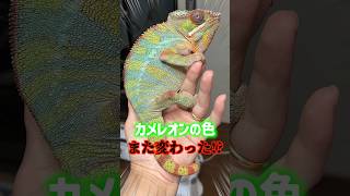 Has the chameleon's color changed again?