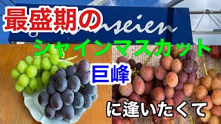 【旅行】笛吹市日帰り観光　金盛園　シャインマスカットが最盛期ということでお邪魔しました　居心地最高な葡萄園です　おすすめします　皆さん是非　変なプレッシャーかけられないので安心